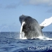 whale_humpback_h_00390_dom2437.jpg